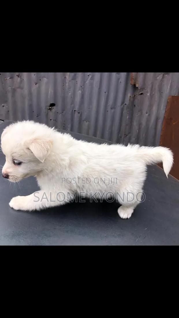 3-6 months Female Mixed Breed Japanese Spitz