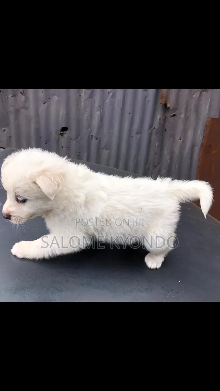1-3 months Female Mixed Breed Japanese Spitz