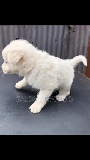 1-3 months Female Mixed Breed Japanese Spitz
