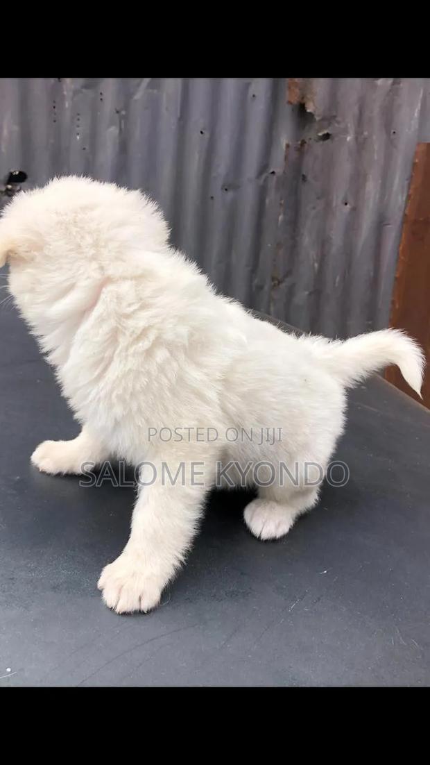 3-6 months Female Mixed Breed Japanese Spitz - thumbnail 3