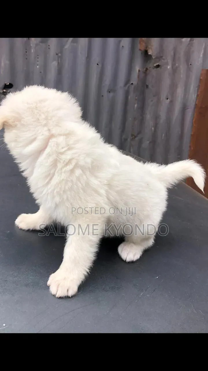 1-3 months Female Mixed Breed Japanese Spitz