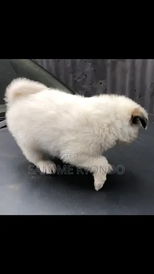 1-3 months Female Mixed Breed Japanese Spitz