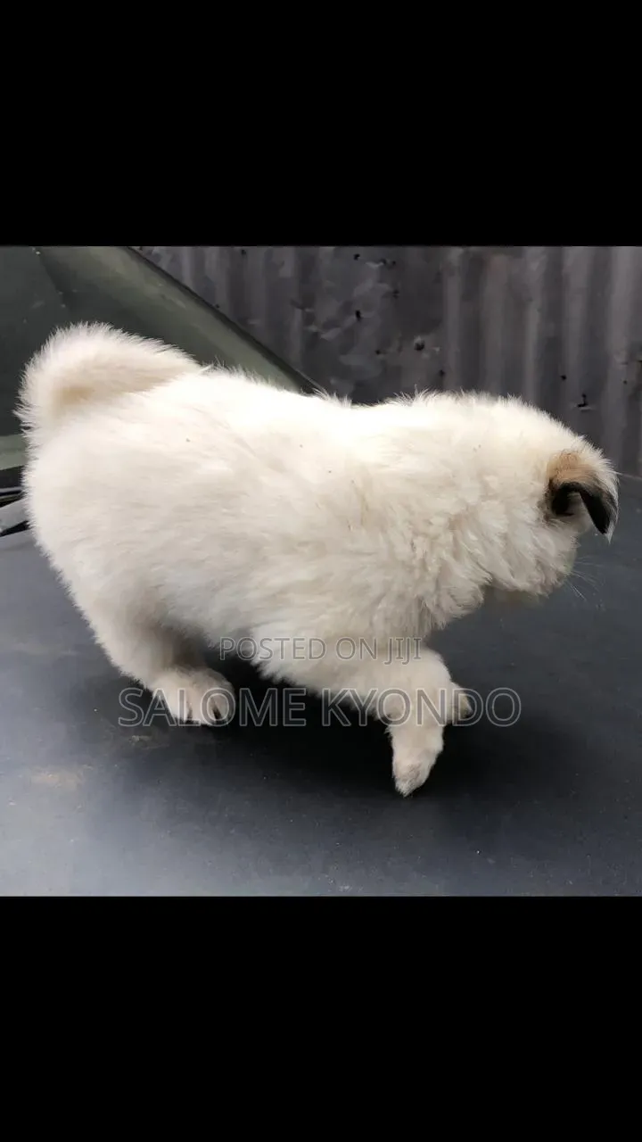 1-3 months Female Mixed Breed Japanese Spitz