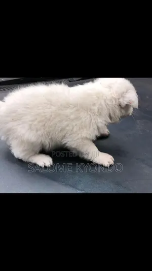 1-3 months Female Mixed Breed Japanese Spitz