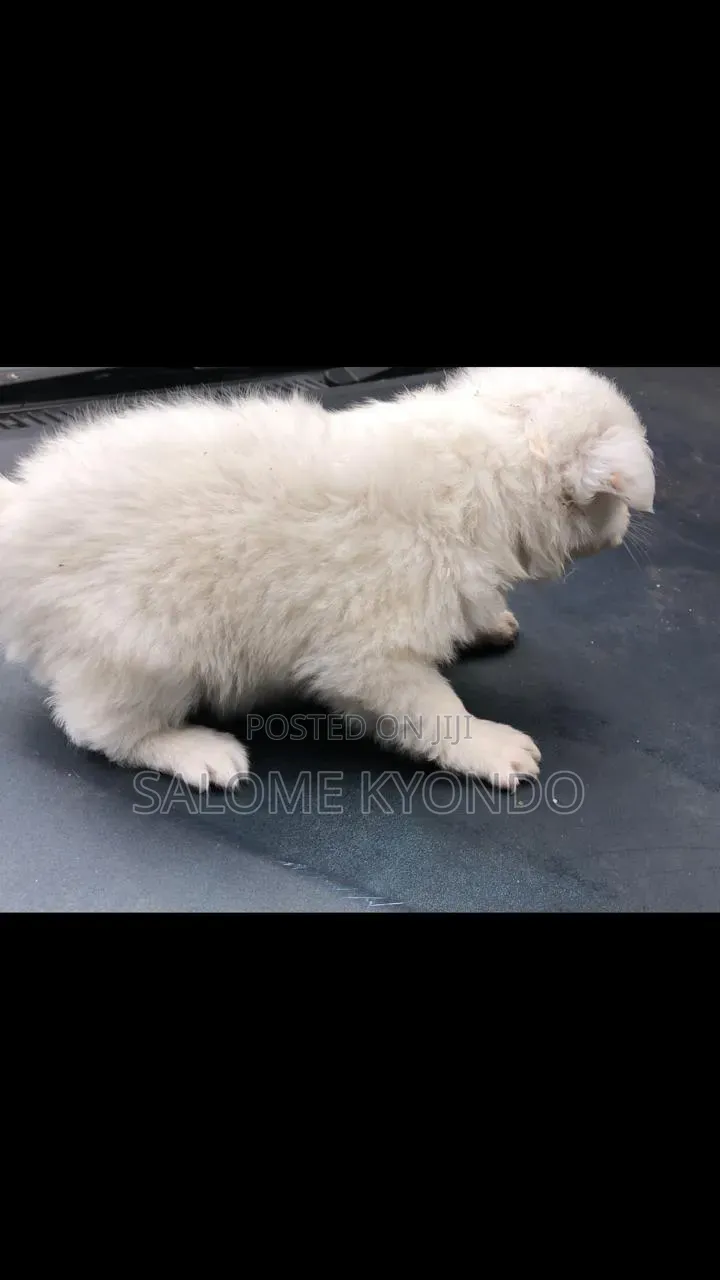 1-3 months Female Mixed Breed Japanese Spitz