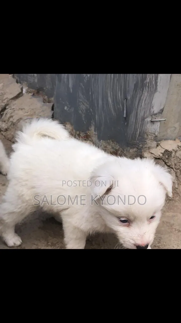 1-3 months Female Mixed Breed Japanese Spitz