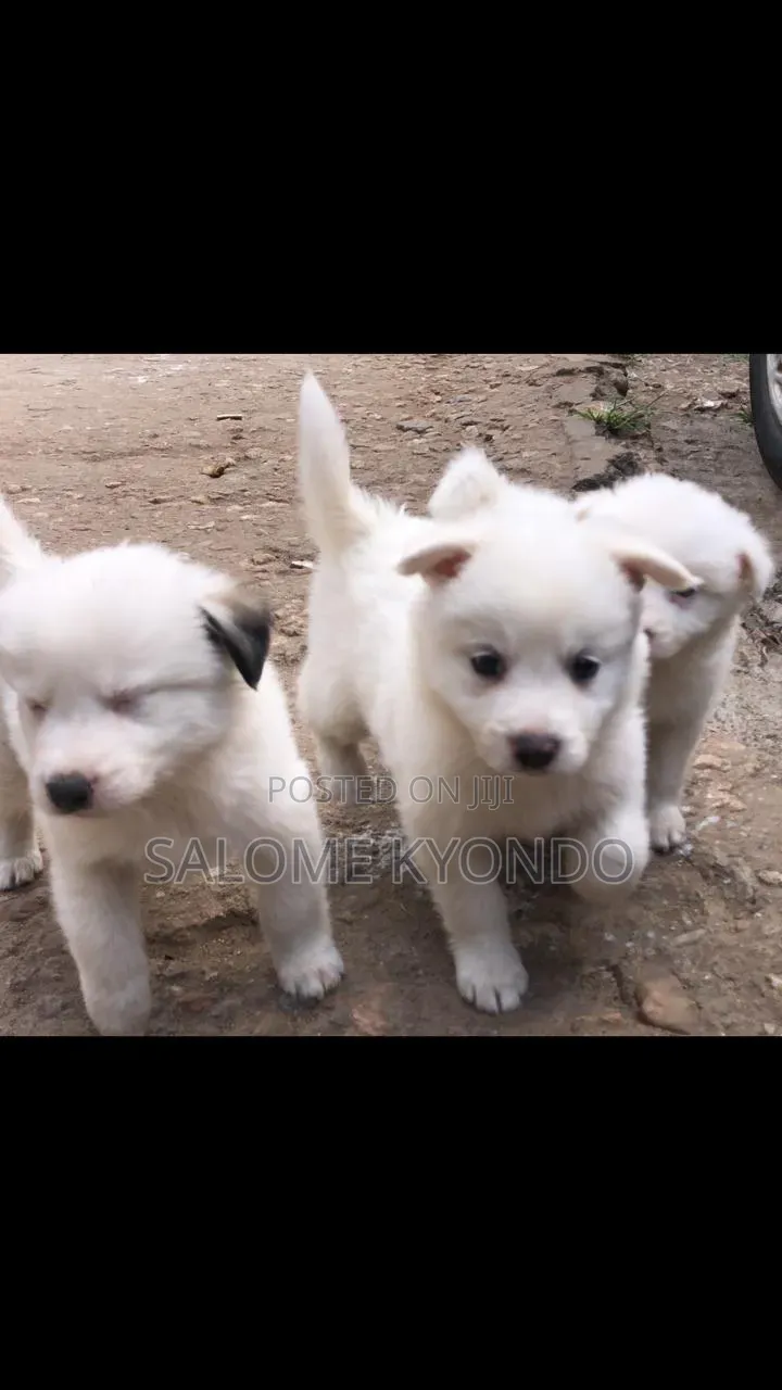 1-3 months Female Mixed Breed Japanese Spitz