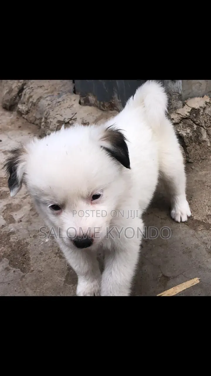 1-3 months Female Mixed Breed Japanese Spitz