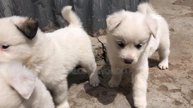 3-6 months Female Mixed Breed Japanese Spitz - thumbnail 9