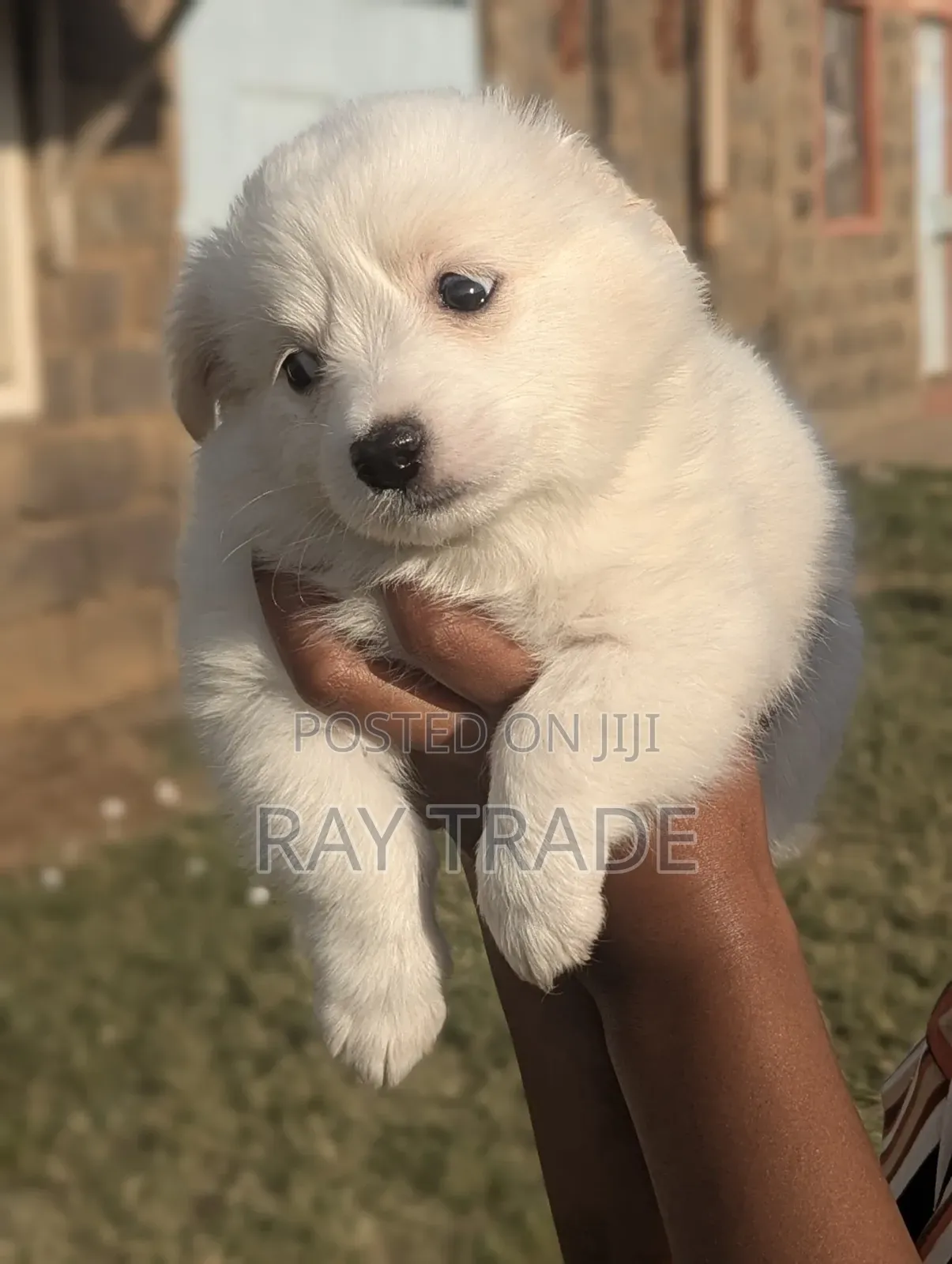1-3 months Male Mixed Breed Japanese Spitz