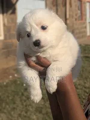 1-3 months Male Mixed Breed Japanese Spitz