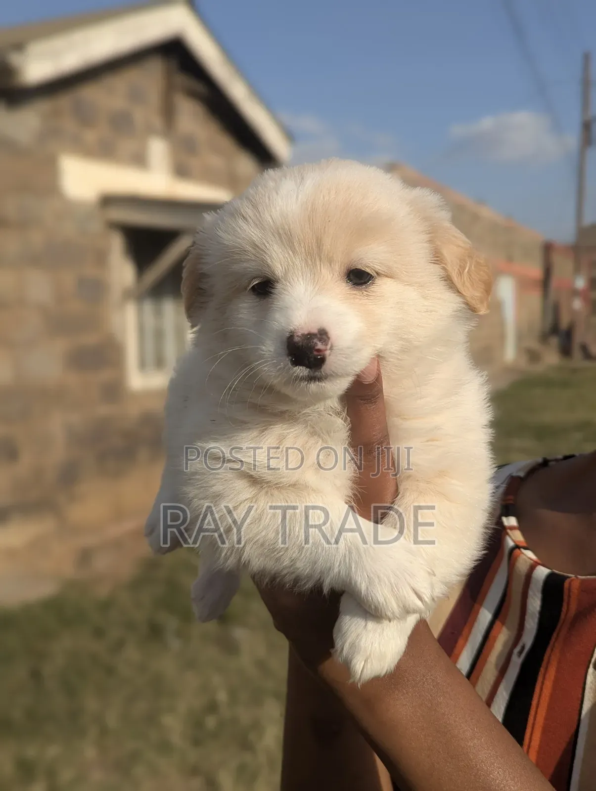 1-3 months Male Mixed Breed Japanese Spitz