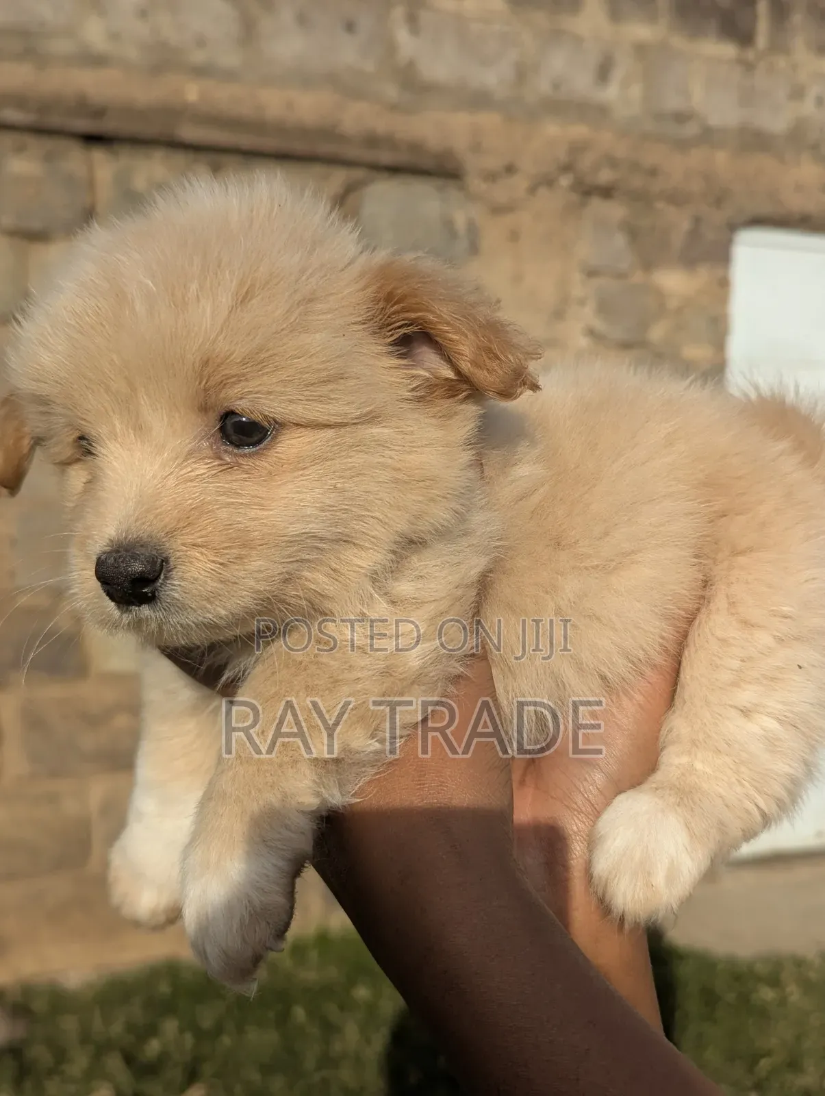 1-3 months Male Mixed Breed Japanese Spitz