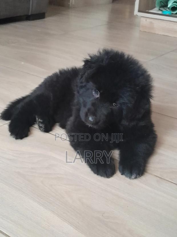 1-3 months Female Purebred German Shepherd