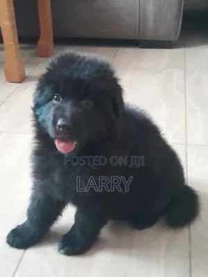 1-3 months Female Purebred German Shepherd