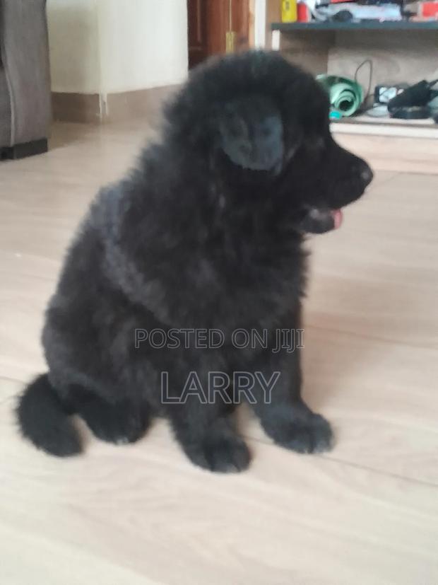 1-3 months Female Purebred German Shepherd - thumbnail 3