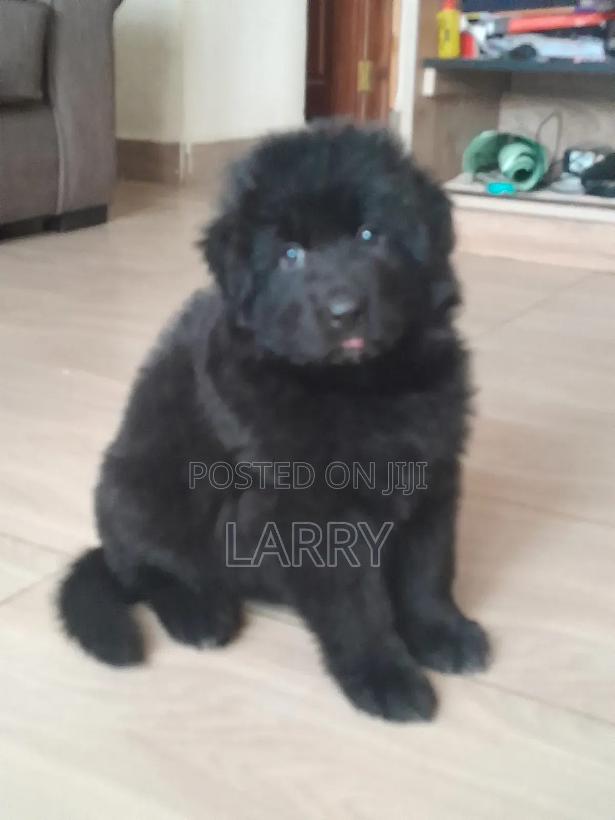 1-3 months Female Purebred German Shepherd