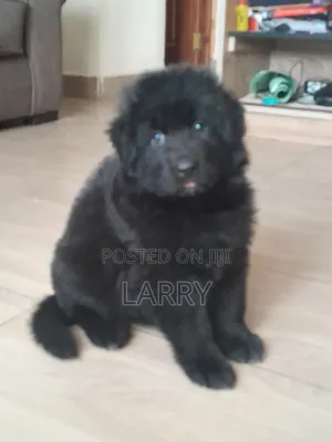 1-3 months Female Purebred German Shepherd