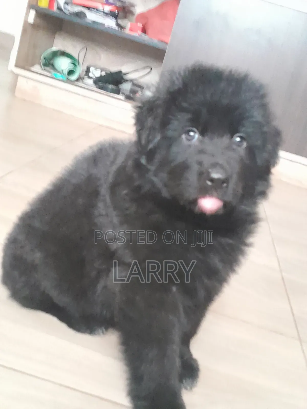 1-3 months Female Purebred German Shepherd