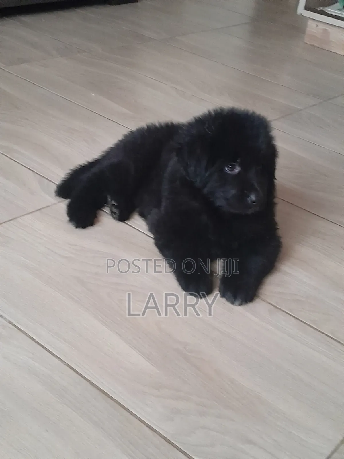 1-3 months Female Purebred German Shepherd