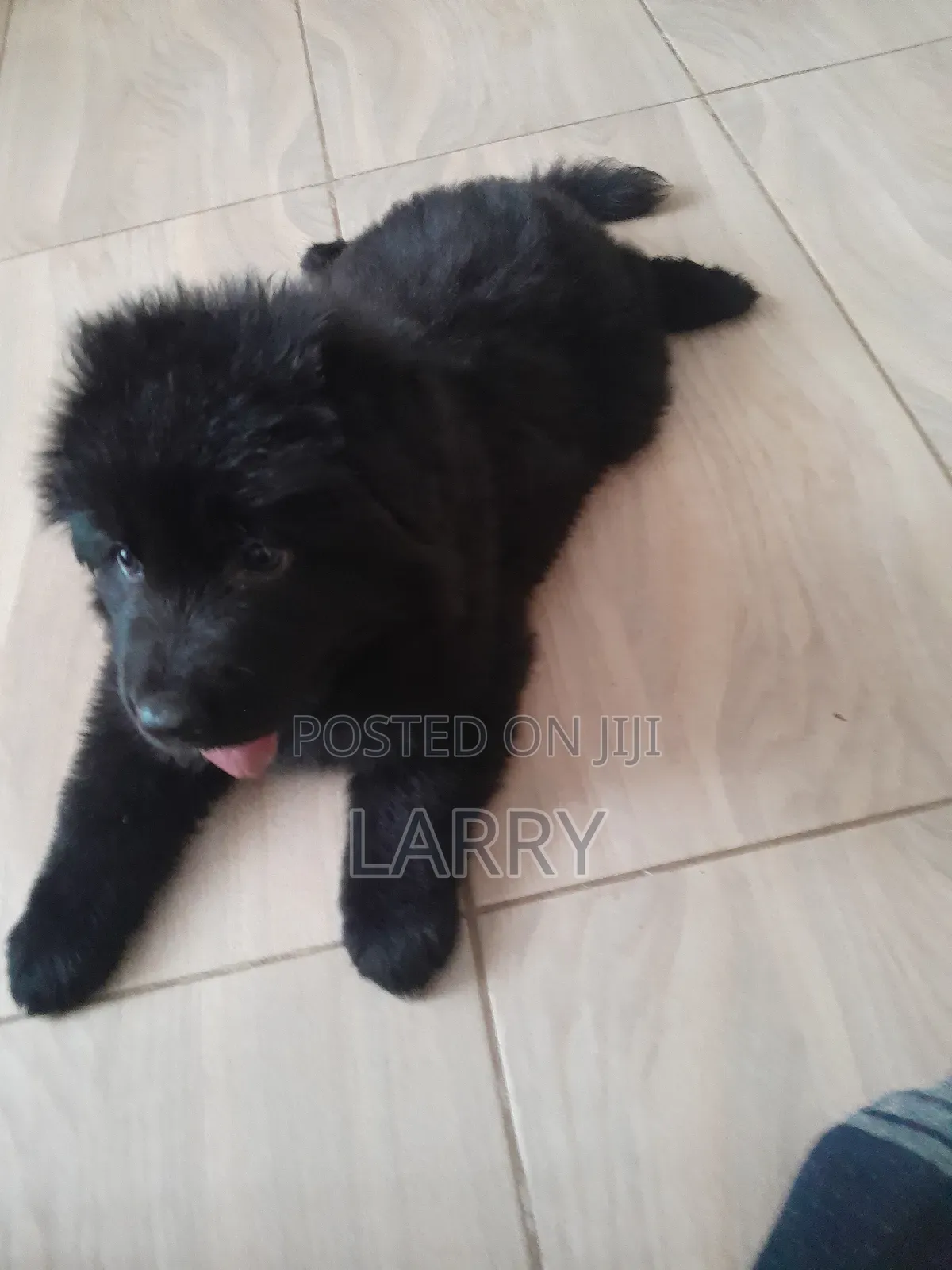 1-3 months Female Purebred German Shepherd