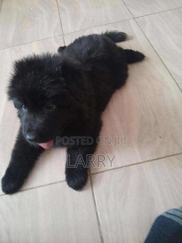1-3 months Female Purebred German Shepherd - thumbnail 9