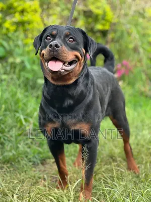1+ year Female Purebred Rottweiler