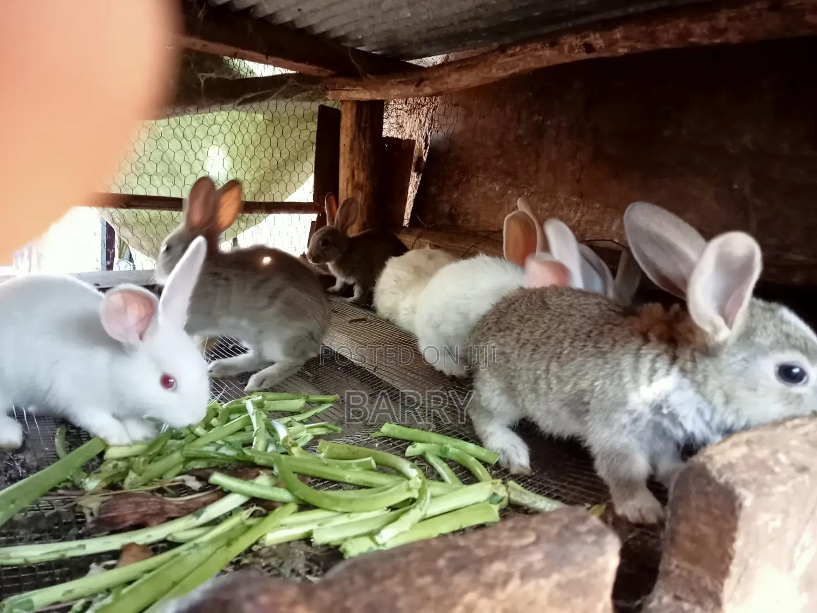 Rabbits, Guinea-Pigs, Kienyeji Kuku