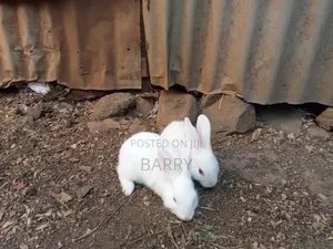 Rabbits, Guinea-Pigs, Kienyeji Kuku