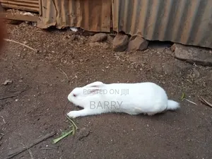 Rabbits, Guinea-Pigs, Kienyeji Kuku