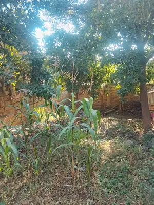 Obama Estate Land for Sale (Come Build Your House)Open for Negotiation
