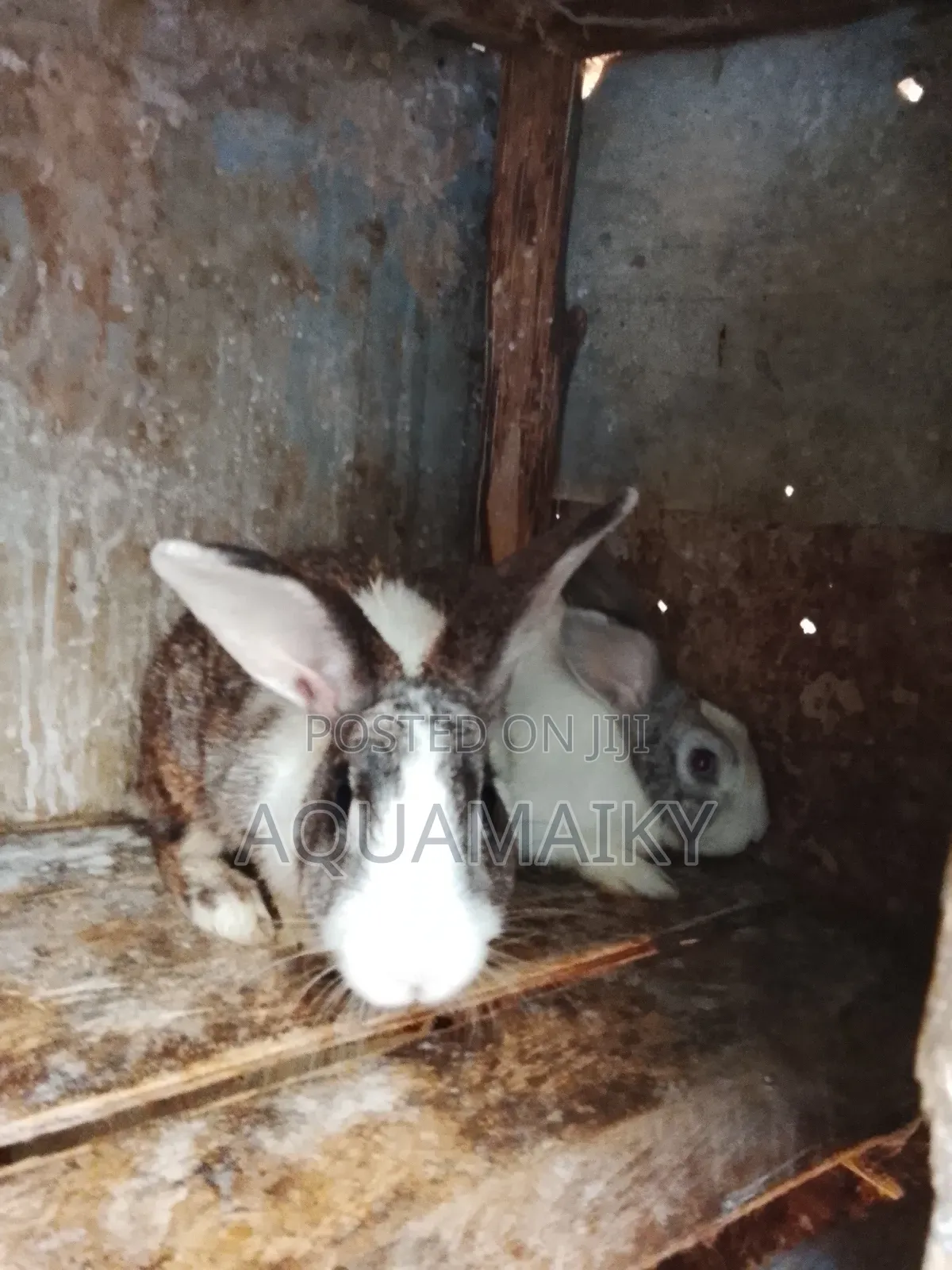 Best Breed Rabbits on Sale