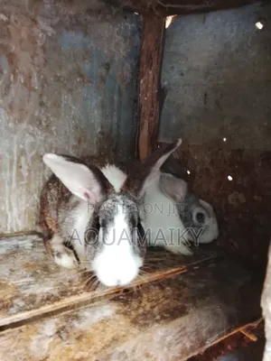 Best Breed Rabbits on Sale
