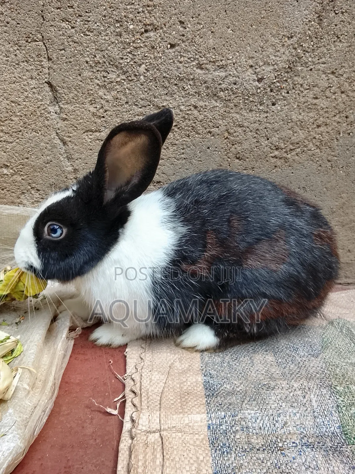 Best Breed Rabbits on Sale