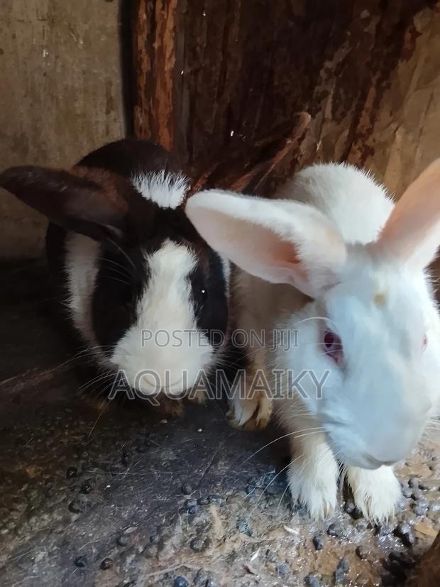 Best Breed Rabbits on Sale - thumbnail 4