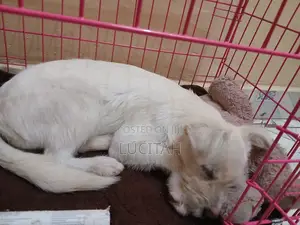 6-12 months Female Mixed Breed Maltese