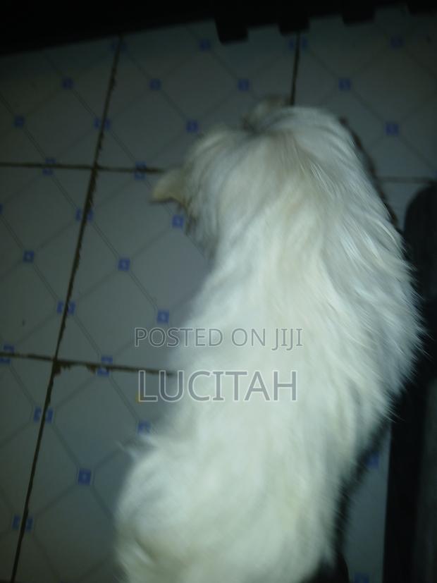 6-12 months Female Mixed Breed Maltese - thumbnail 2