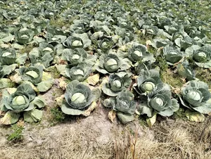 Cabbages Fresh From My Own Farm