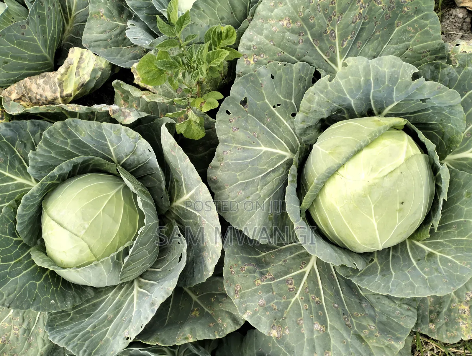 Cabbages Fresh From My Own Farm