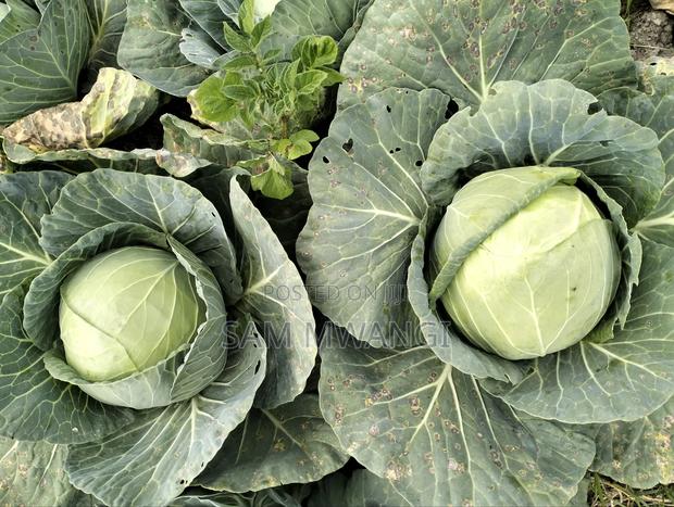 Cabbages Fresh From My Own Farm - thumbnail 2