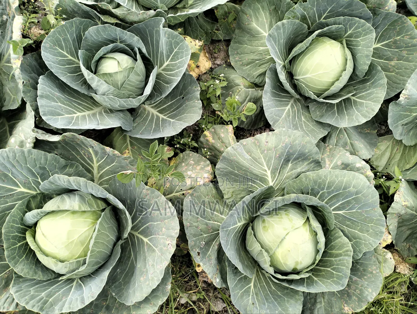 Cabbages Fresh From My Own Farm