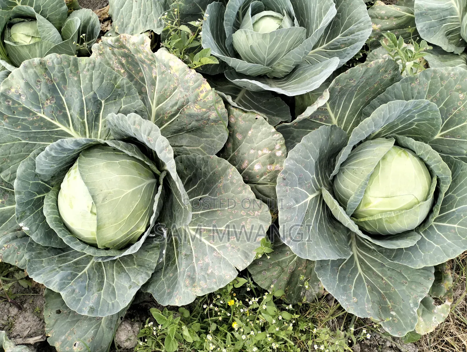 Cabbages Fresh From My Own Farm