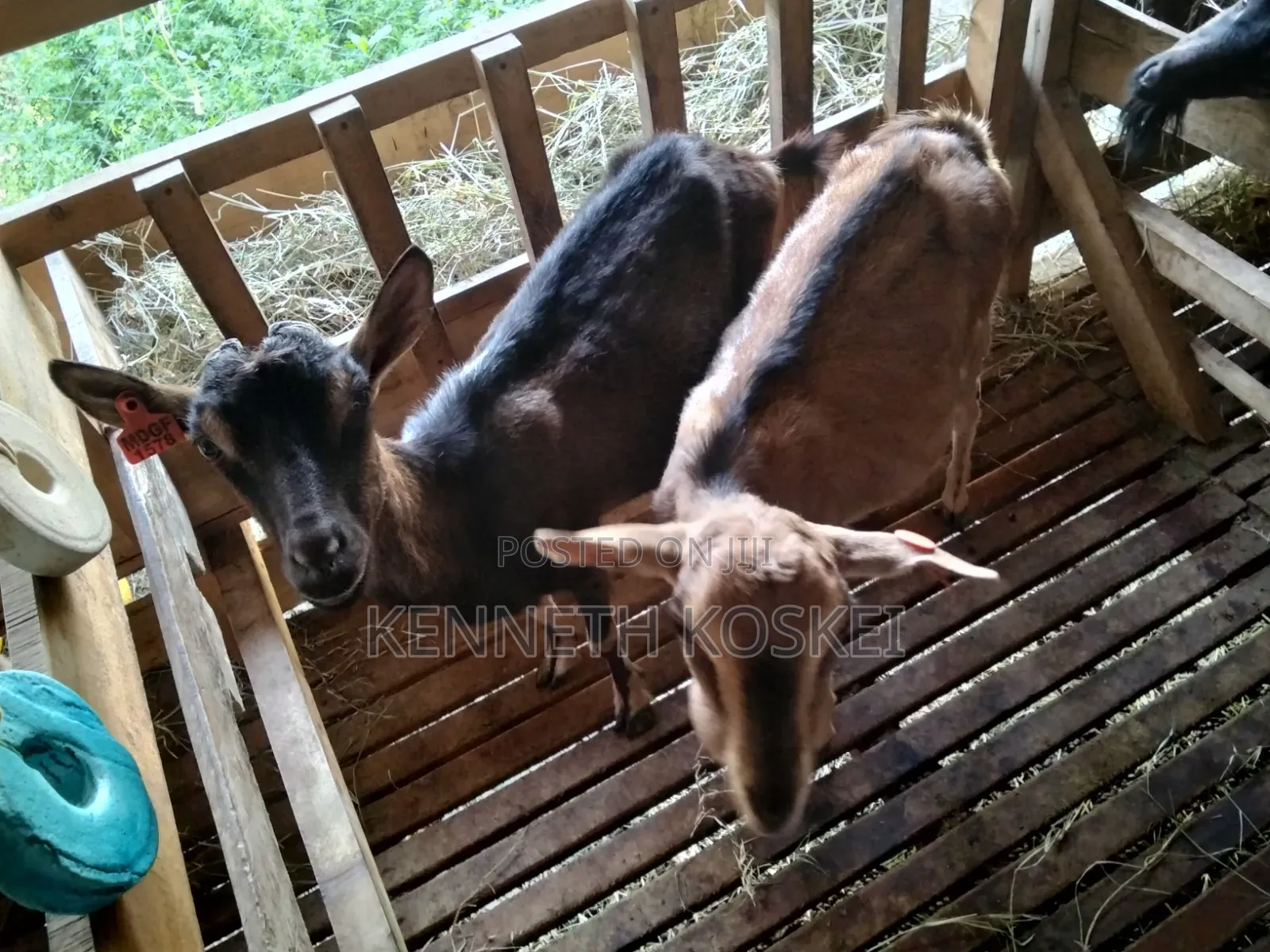 German Alphine Dairy Goats for Sale