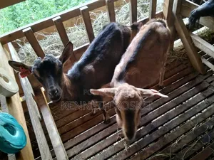 German Alphine Dairy Goats for Sale