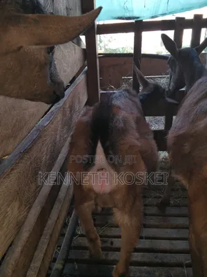 German Alphine Dairy Goats for Sale