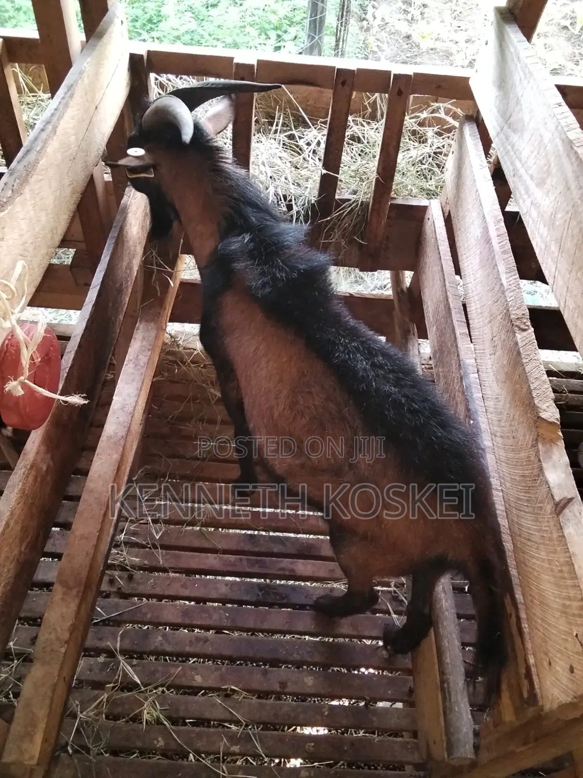 German Alphine Dairy Goats for Sale