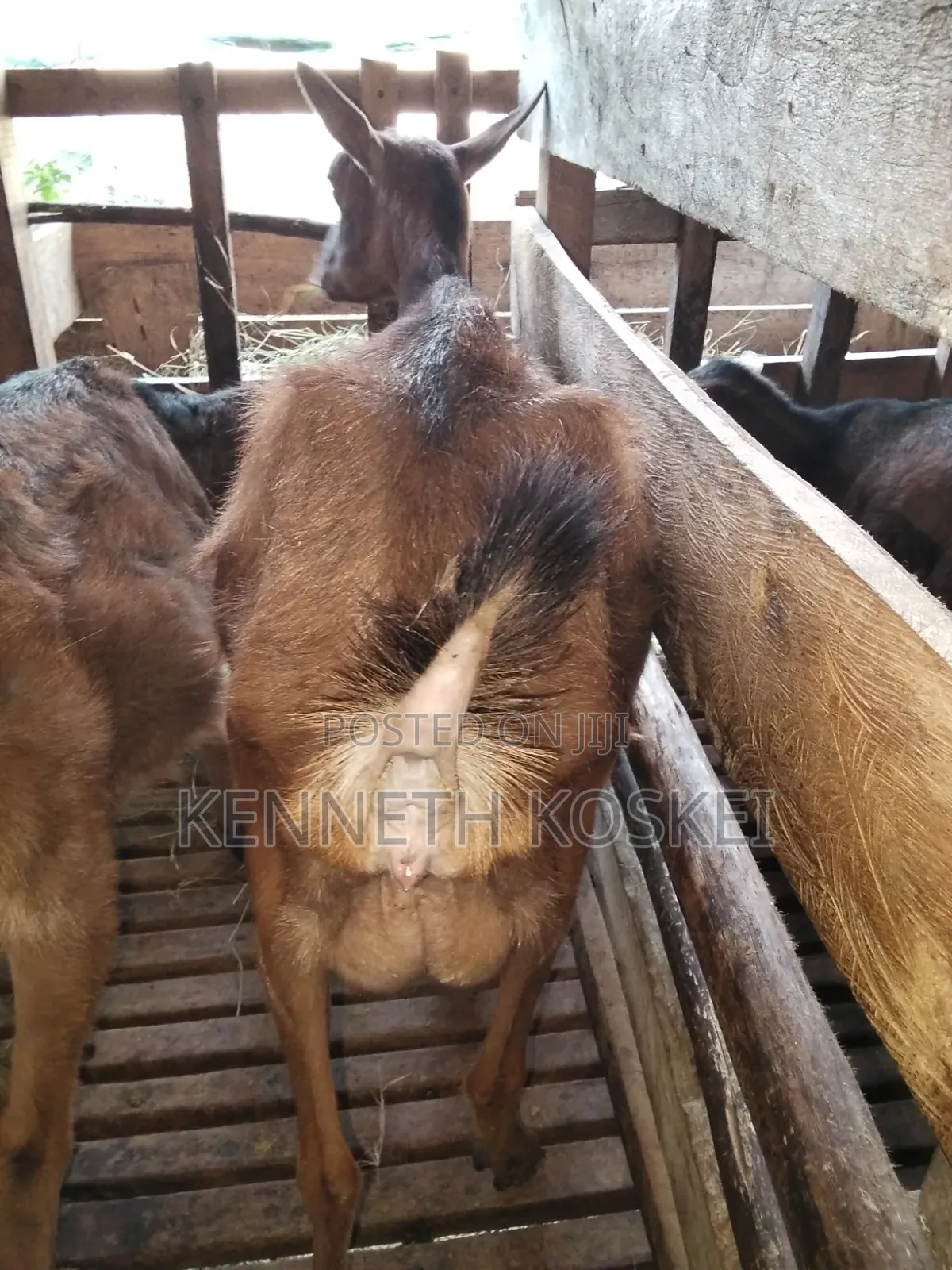 German Alphine Dairy Goats for Sale