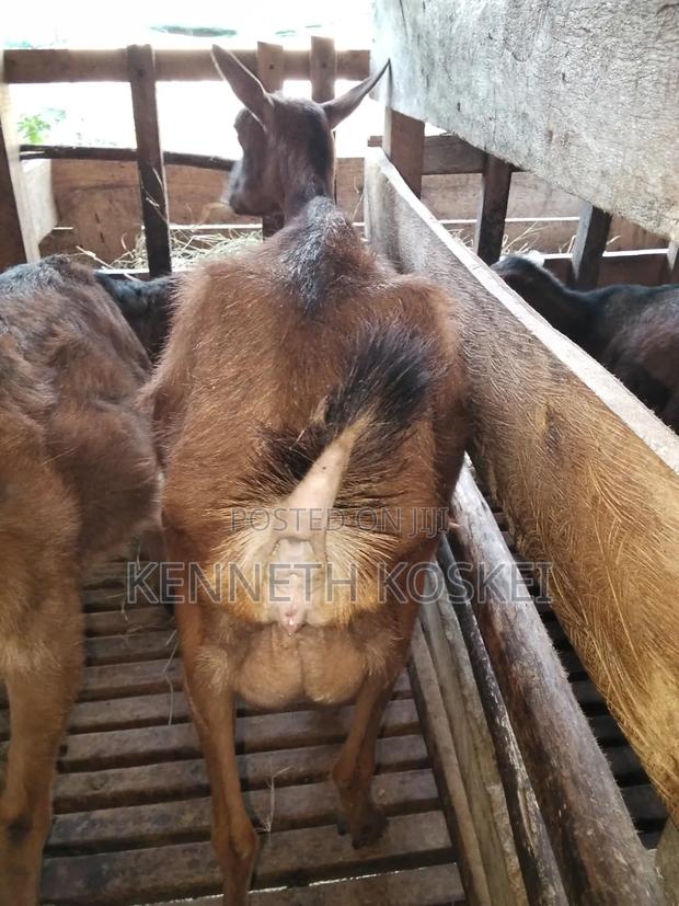 German Alphine Dairy Goats for Sale - thumbnail 4