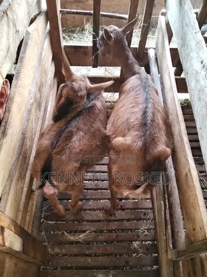 German Alphine Dairy Goats for Sale
