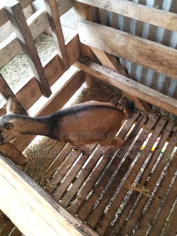 German Alphine Dairy Goats for Sale - thumbnail 6
